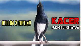 Terapi suara kacer ngeplong ini ampuh bikin kacer bahan rajin bunyi dan gacor!!