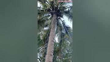 Vua Dừa Miền Tây TV// cây dừa ven đường lộ nông thôn 