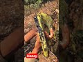 Honey Bunches #Honeybees #trending #viral #foryou