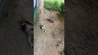 Httpsyoutubecomshortsbmxjwvyoigssizlrp38ciatikytcx 1104 34  speedsong