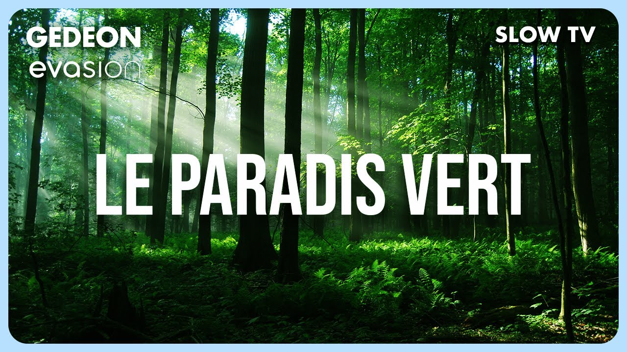 Voyage Relaxant au cœur des Forêts Primaires : Amazonie, Afrique, Madagascar | Slow TV