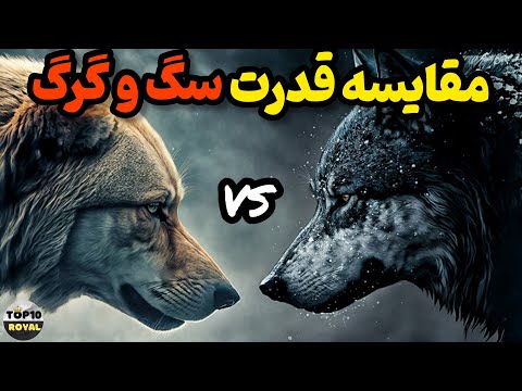 سگ یا گرگ کدام یک قوی تر است تفاوت های عجیب بین سگ و گرگ