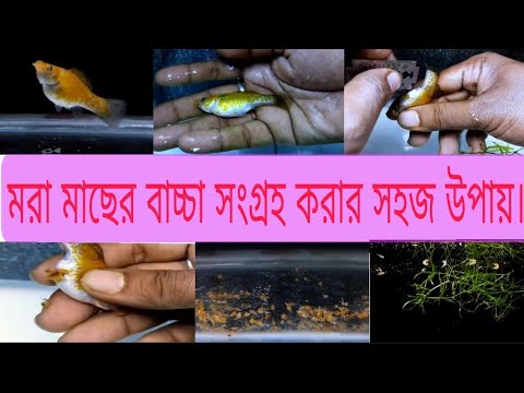 ভিডিও: কিভাবে মাছকে বাঁচানো যায়?