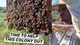 How to Re-Queen a Hive | 2 Methods