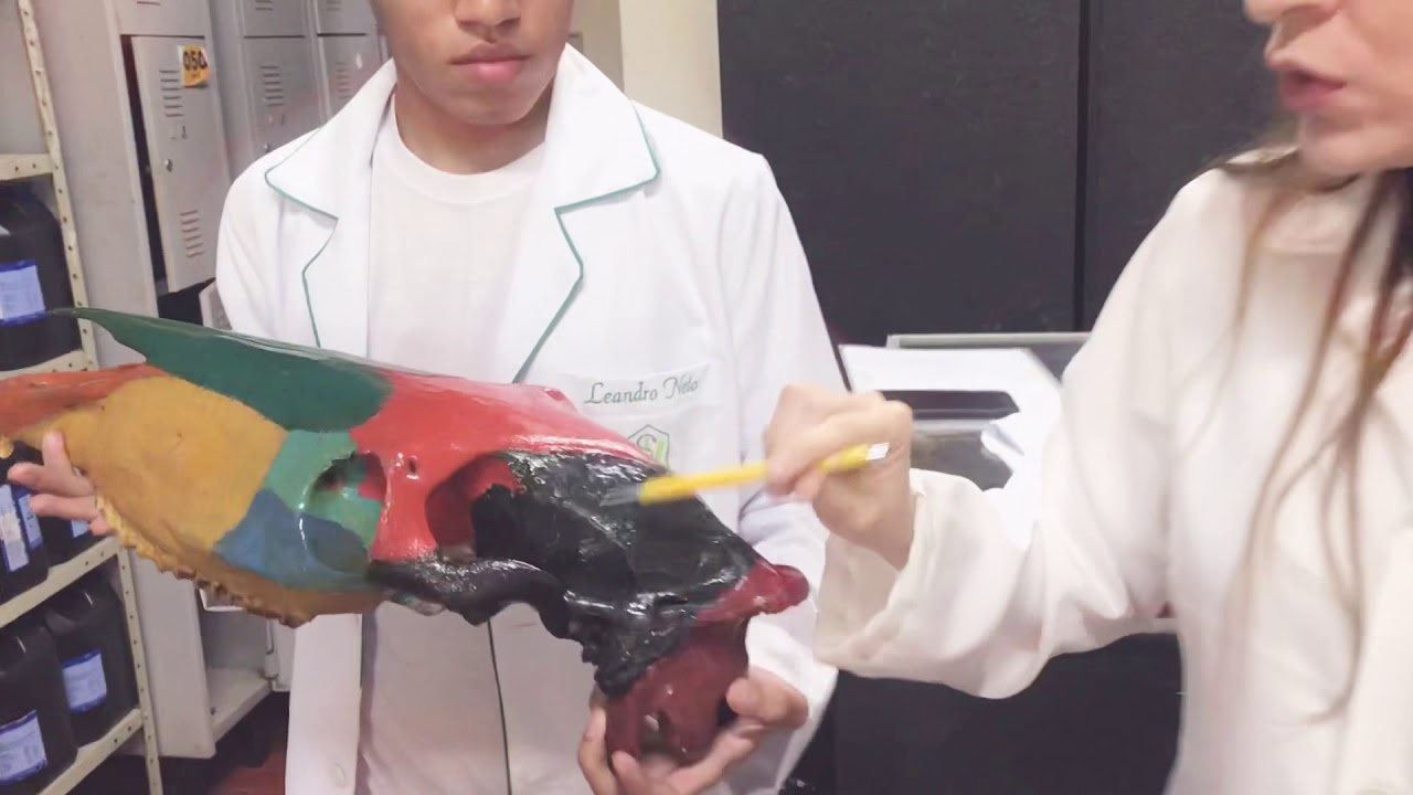 27 - Anatomia Animal - Osso Temporal