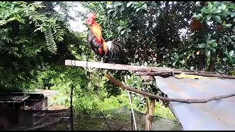 F2: Qaib dib ttxuam qaib qus.ໄກ່ຕໍ່ນໍ້າ 2 ไก่ต่อไก่ป่านํ้า 2 P1