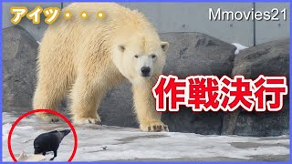 戦わずして勝つ！冷静なホッキョクグマの行動 ホッキョクグマプールの清掃中に遊ぶゴマフアザラシたち Polar Bears & Spotted Seals