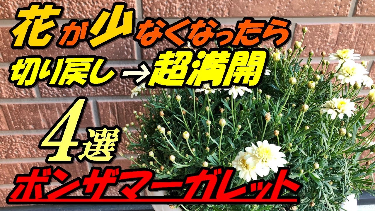 花 ボンザマーガレットの育て方 切り戻し Youtube