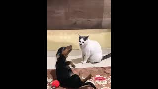 Funny Cats & Dogs Throwing Paws — Funniest Fights!