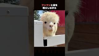 可愛すぎるアルパカ🦙🐾に不用意に近づくとヤバい理由😭#動物雑学#かわいい動物#アニマル#shorts