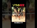 ゾウの雑学🤫暴露します🔥