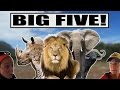 Big five  2 mtres dun lion kruger national park afrique du sud  alex  mj  on the go