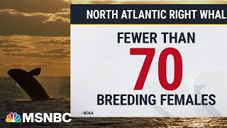 Jeff Corwin’s urgent mission to save whale species on the verge of extinction