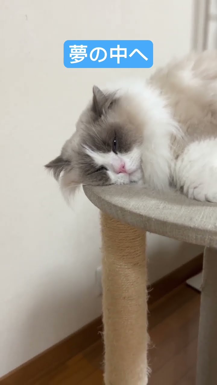 😴#猫#ラグドール#猫動画 - YouTube