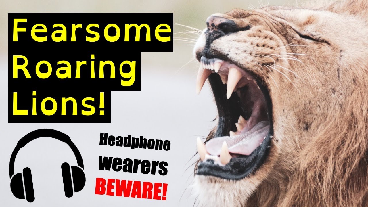 Incredible Roaring Lion Compilation | Top Ten Loud Lion Roar