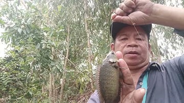 câu cá rô mề bự quá ở gần cầu bình phong thạnh mộc Hóa