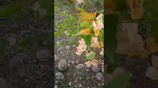 nature ihavethisthingwithplants short