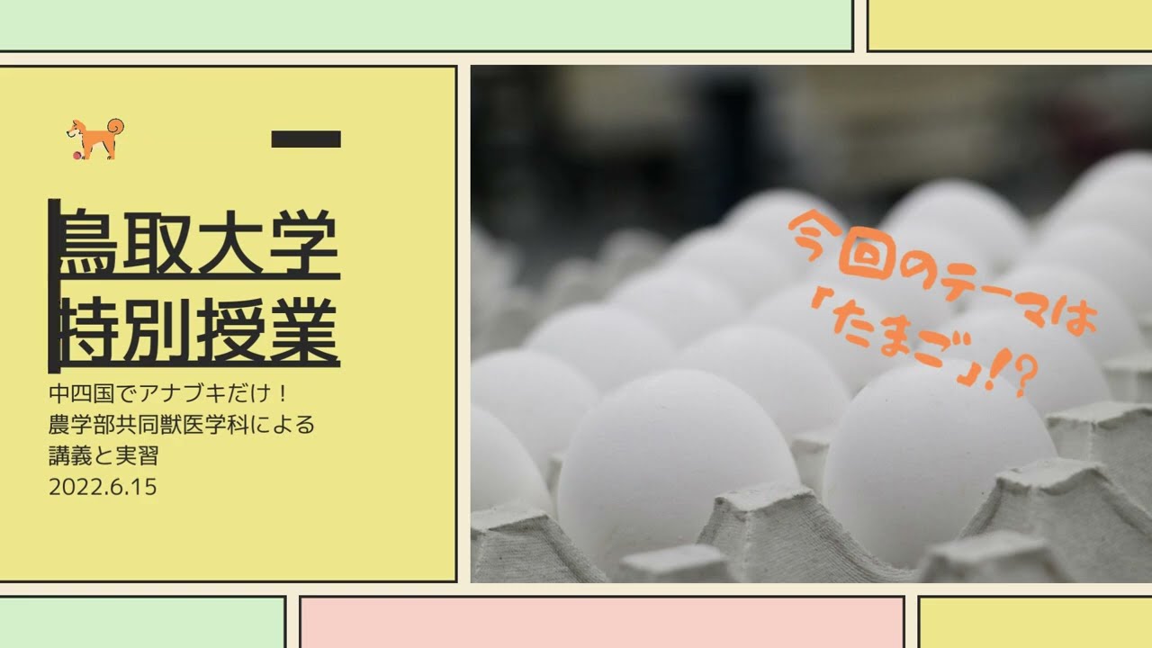 動画あり】鳥取大学共同獣医学科の特別授業・今回のテーマは「たまご