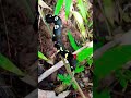 #today #butterfly #amizingvideos