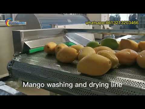 mango washing and drying line|mango washing machine|mango processing machine|vegetable fruit plant