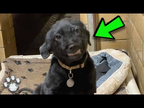 Video: Glücklicher DOGust! 3 Möglichkeiten, den universellen Geburtstag von Shelter Pets zu feiern