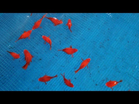 Video Cá Huyết kiếm short, Huyết kiếm cauli, cá bảy màu full... - youtube