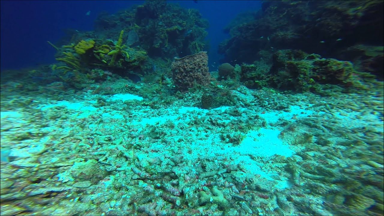 COZUMEL DIVING DEEP EXPOSURE - YouTube