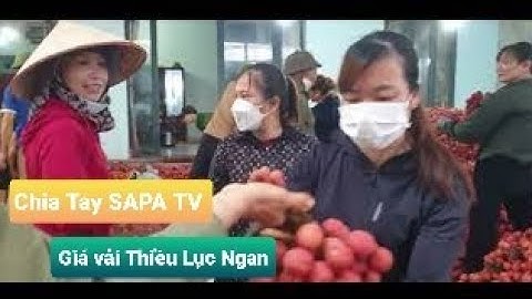 Chia Tay SAPA TV Vải thiều Lục Ngạn Hôm Nay Giá Bao Nhiêu l Núi Đồi Lục Ngạn