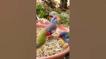 Finch Aviary | Birds