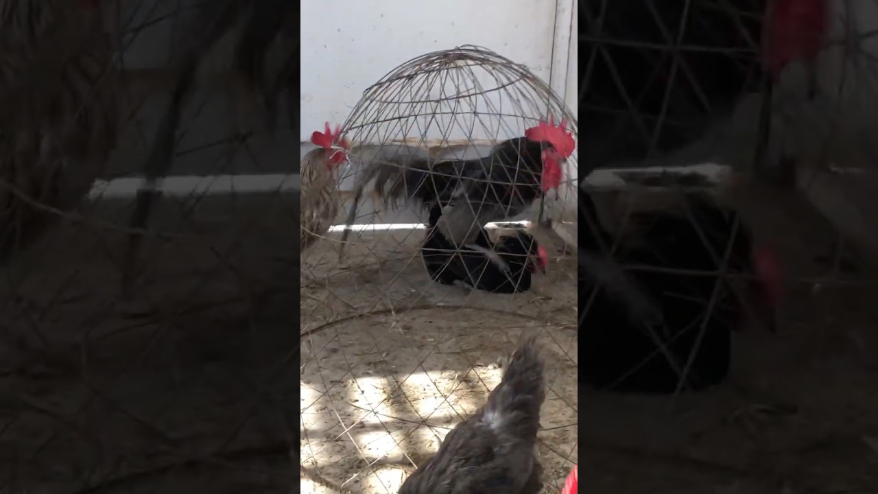 Australorp Heritage Mating 