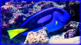 ❀ Southern Seas Relaxing Aquarium