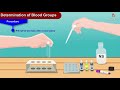 Determination of blood groups animation -  Physiology practical&#39;s