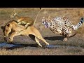 10 ऐसे जानवर जिन्होंने लड़ाई में मौत को मात दे दी 10 CRAZIEST ANIMAL FIGHTS CAUGHT ON CAMERA