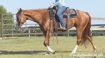 Dualichious***For info, price, etc., go to our website: ValleyViewRanch.net***