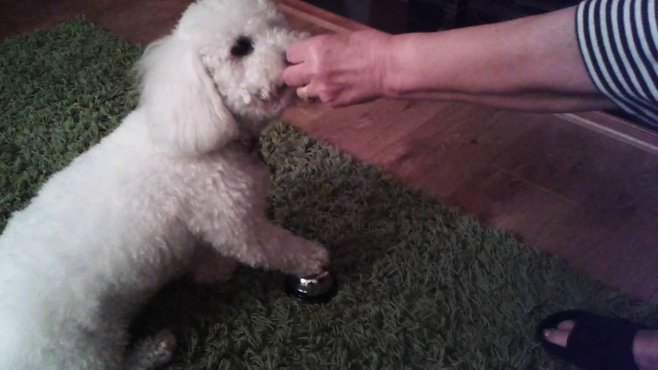 Dog rings bell for a treat YouTube