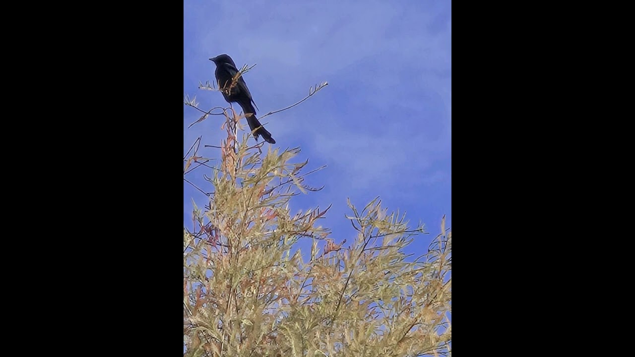 Jesus loves me...Tremolo Vintage E.Piano music