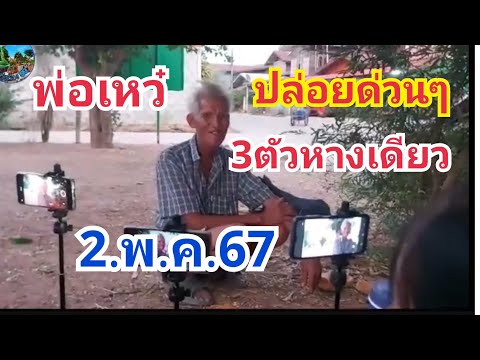 พ่อเหว๋#ปล่อย3ตัวด่วนๆหางเดียว#2.พ.ค.67