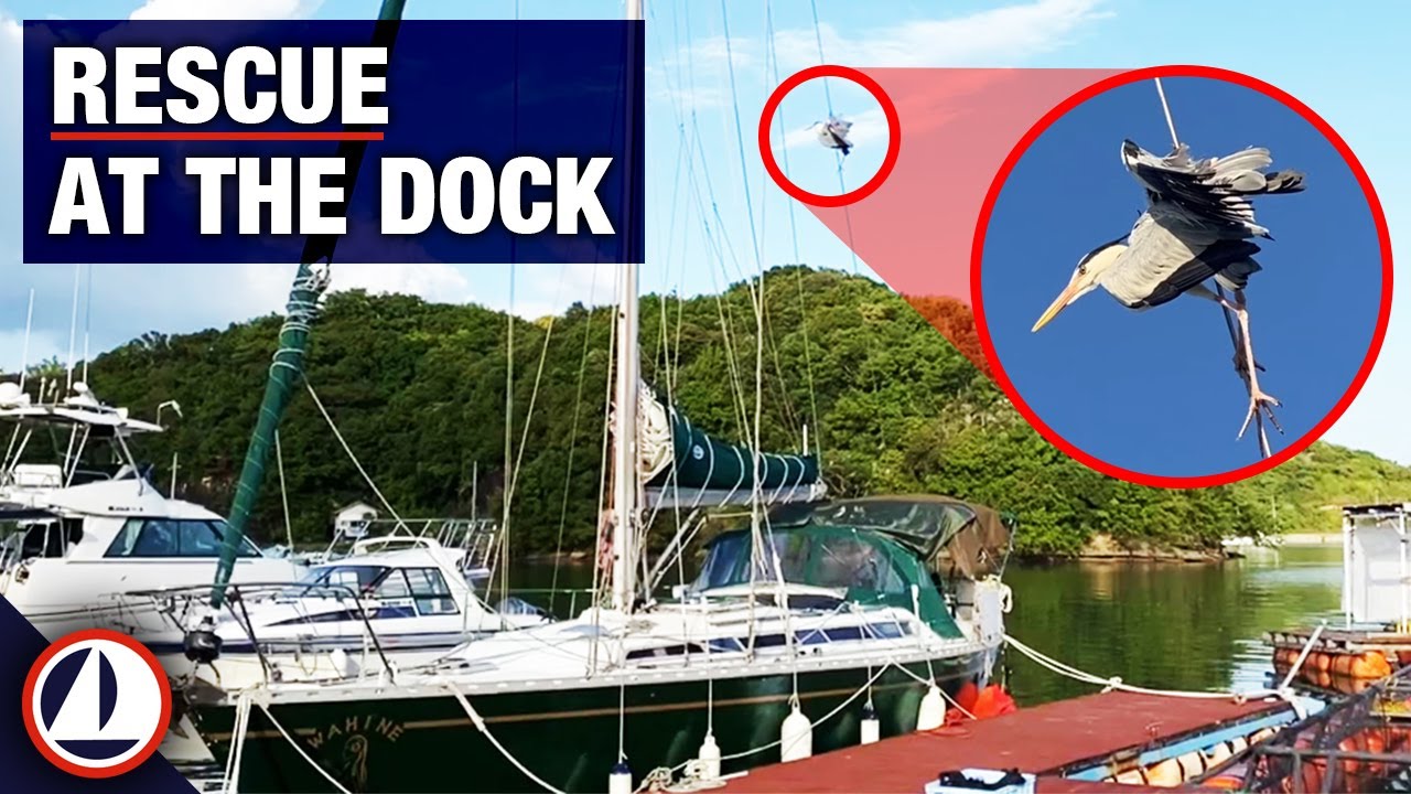 Dockside Rescue ( solo sailing )