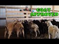 Goat Feed Bunk Is Almost Complete | Will The Homemade Lumber Hold Up?