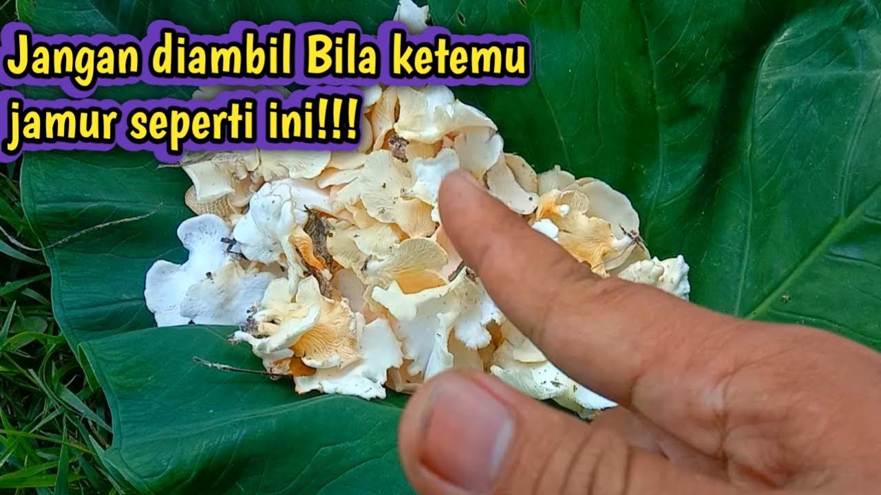 Hunting Jamur!!! Mushroom/Jamur enaknya dimasak apa ya...?🤔🤔🤔 YouTube