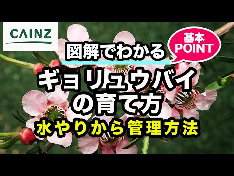 【実体験】福肯茶樹盆栽の育て方|失敗しない剪定と冬越しのコツ