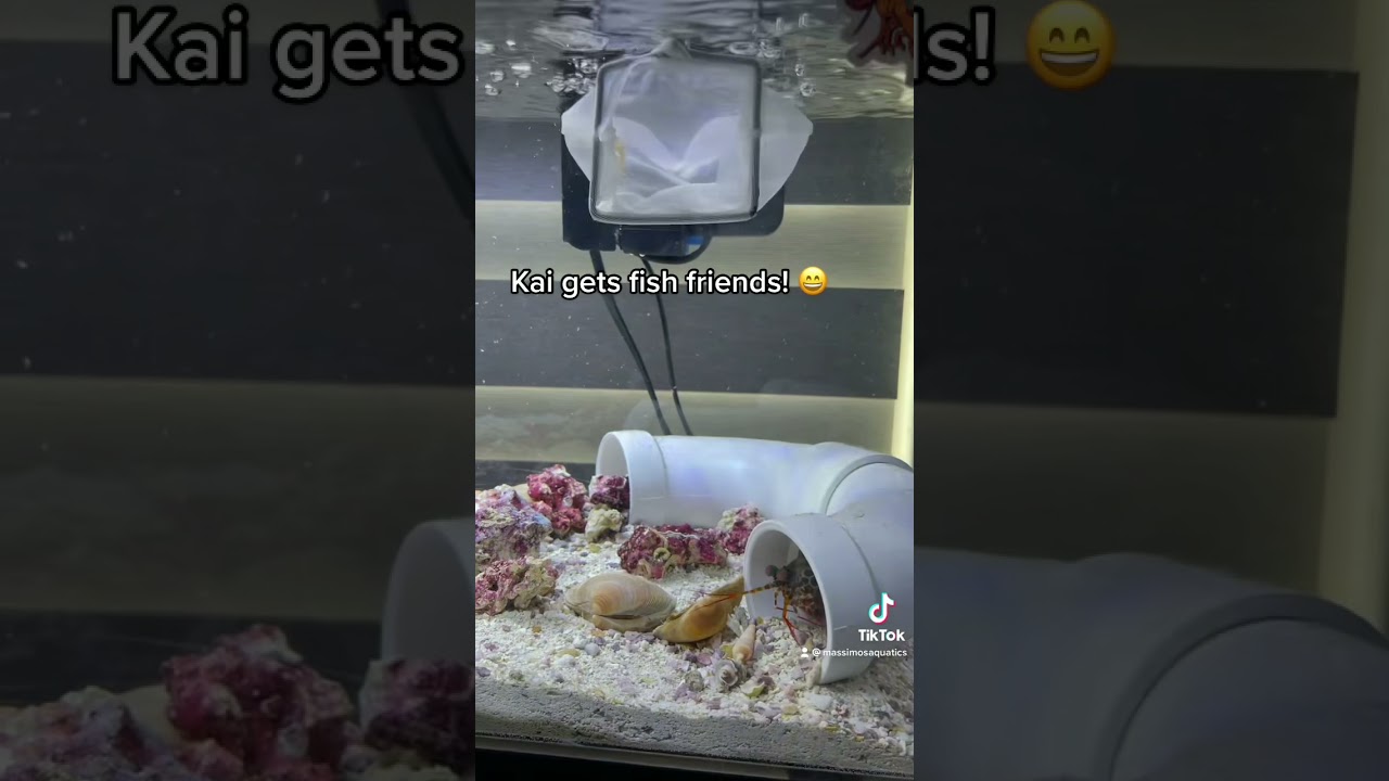 Mantis shrimp gets fish friends