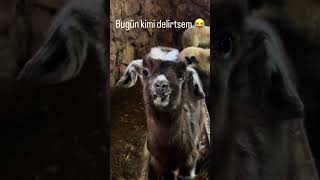 Gönüllü Var Mı Abone Olun Lütfen