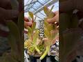 【デカい】 こんな花芽を見たら、やるしかない #shorts #エケベリア #観葉植物 #succulent #今日の多肉事 #多肉植物