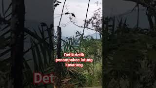 Download Lagu lutung hutan MP3