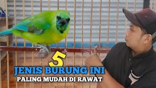 5 jenis burung yang paling mudah di pelihara untuk pemula
