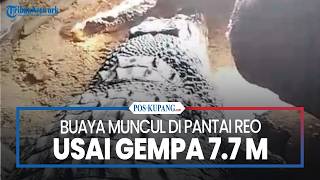 Crocodile Appears Again at Ketembe Beach, Reo Manggarai After Flores Earthquake, Residents Shaken