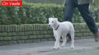 Top 10 Reclame amuzante cu catelusi !!