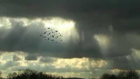 After Effects Bird Flock (creativecow.net tutorial)