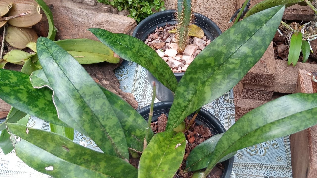 Como plantar orquídea (ococeoclades maculata) - thptnganamst.edu.vn